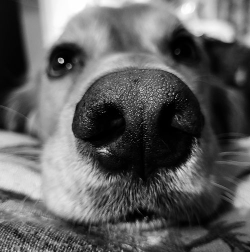 A close-up of a dog's nose resting on a pillow.